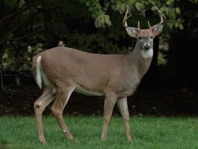 17 Low-Light Buck