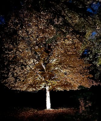 Uplit Tree