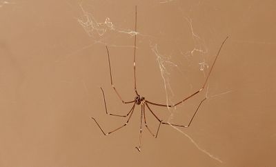 Biologic Geometry  (in a far corner of my kitchen)