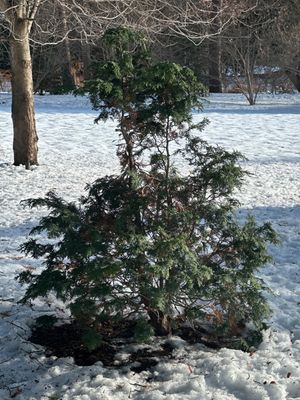 Charlie Brown Special