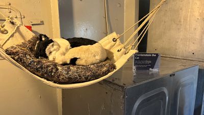 Cats were used to keep the mice population under control