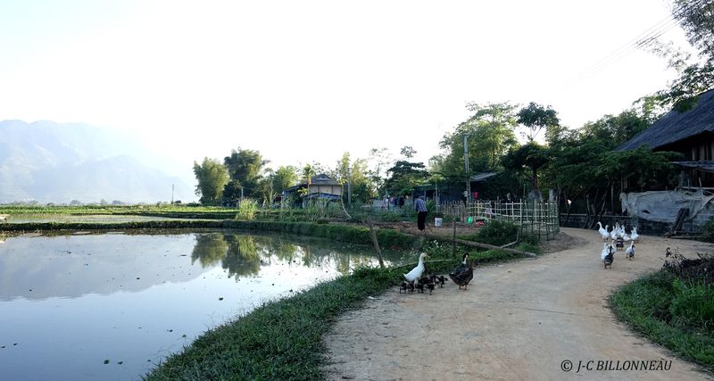 019 Village Thai.JPG
