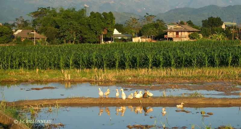 024 Promenade dans la campagne Thai.JPG