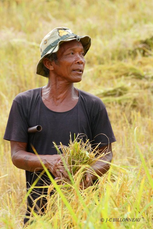 382 Récolte du riz.JPG
