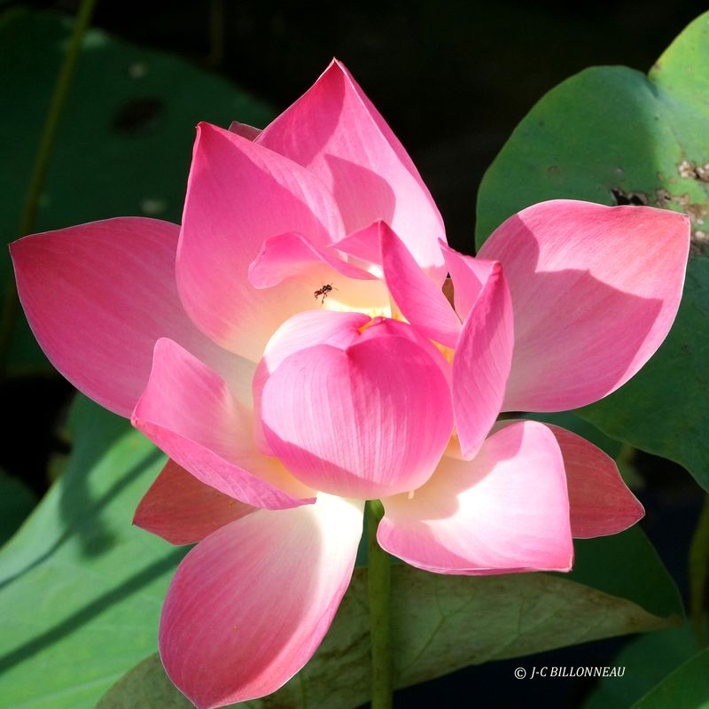 384 Fleur de lotus.JPG