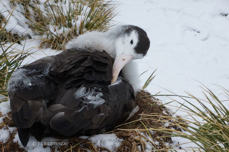 090Jeune Albatros hurleur au nid.JPG