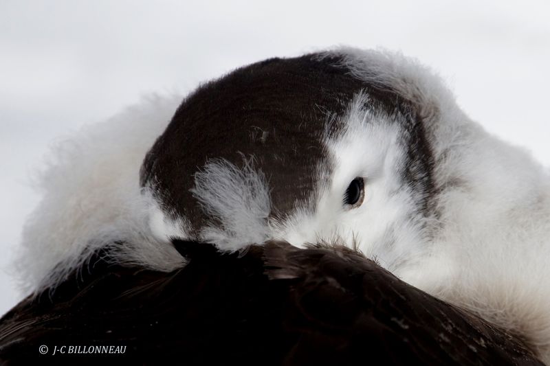 092 Jeune Albatros hurleur au nid.JPG