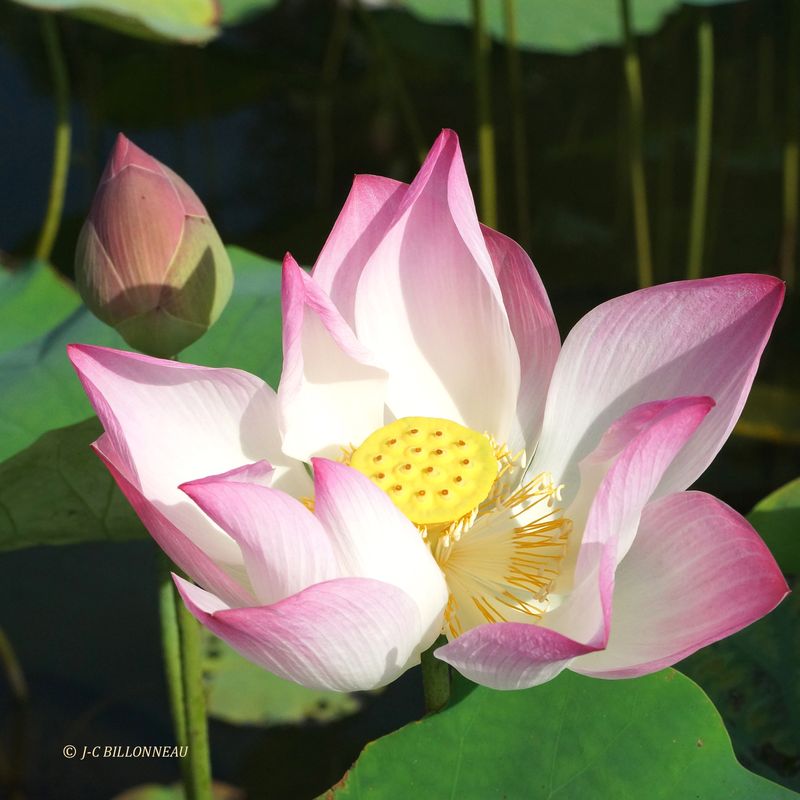 228 Fleur de lotus.JPG