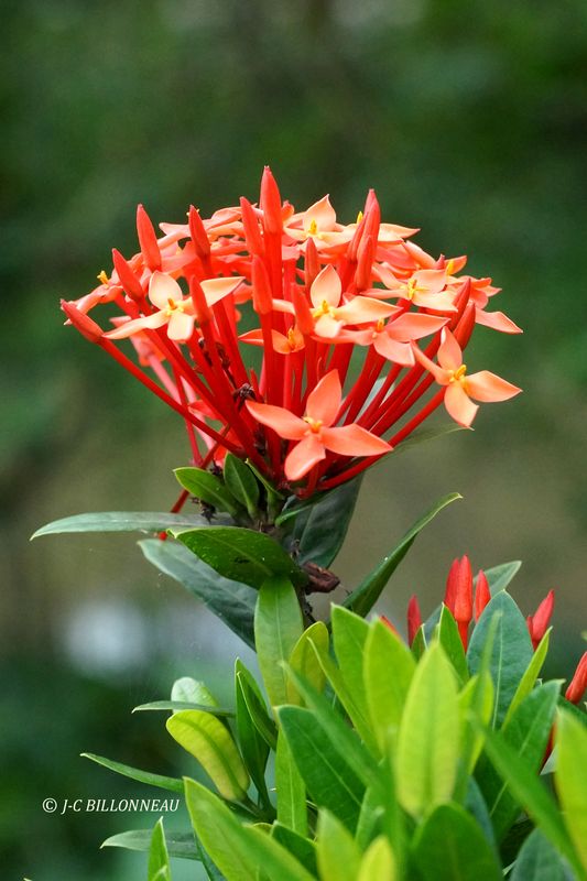 232 Fleur des jardins.JPG