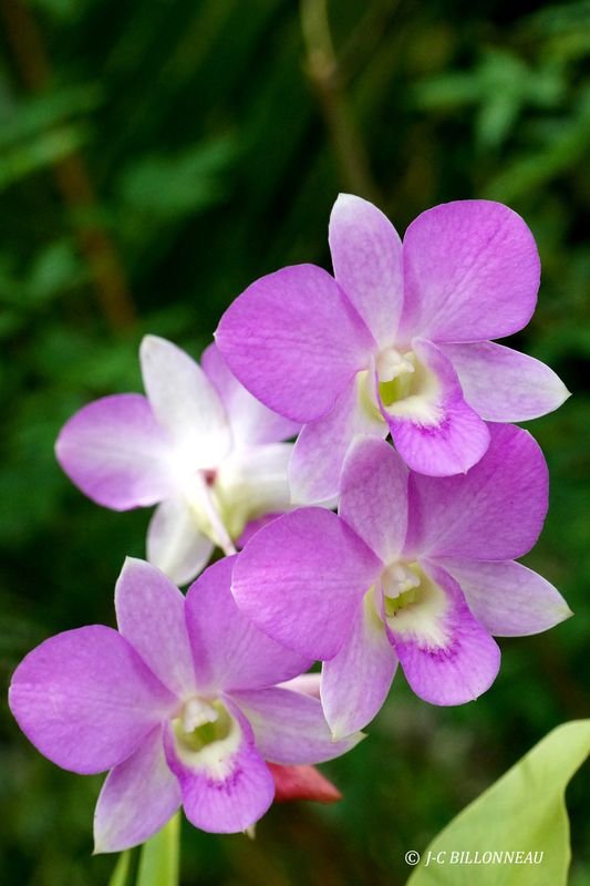 233 Orchide.JPG