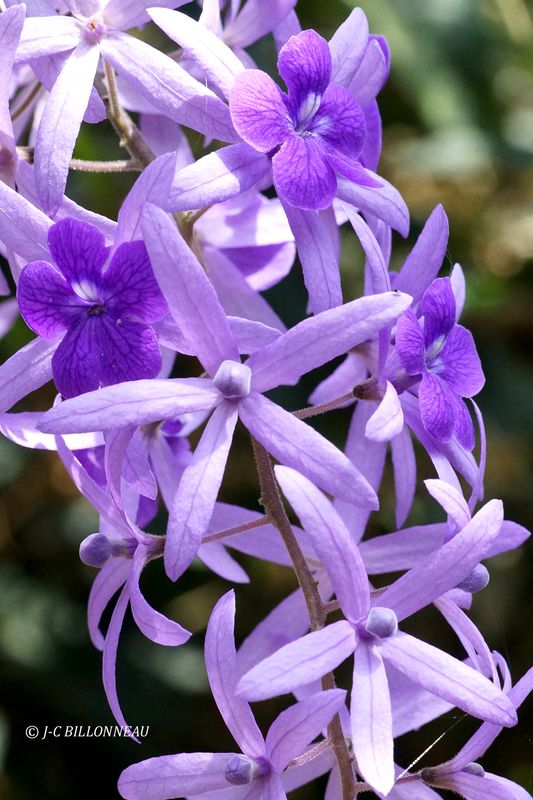 234 Fleur.JPG