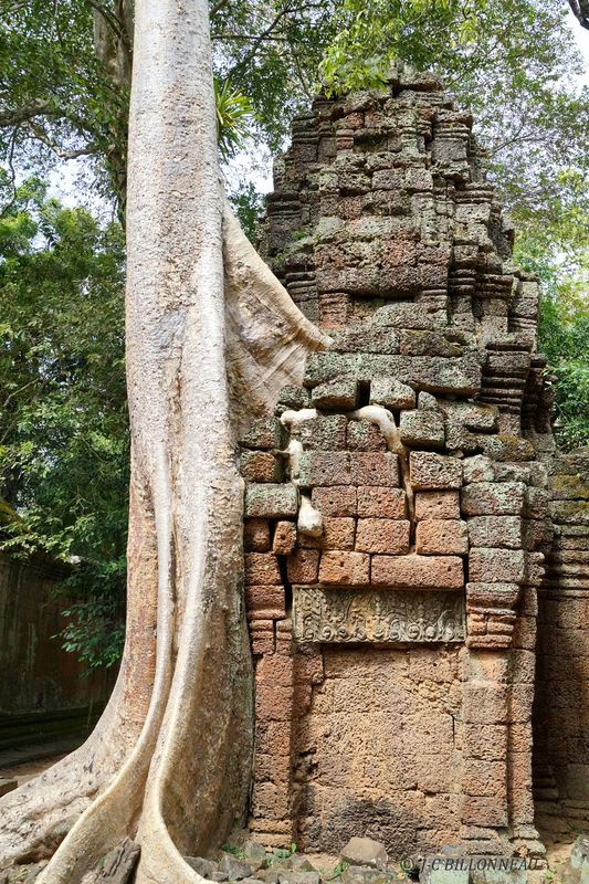 373 Faux fromager-TA PROHM.JPG