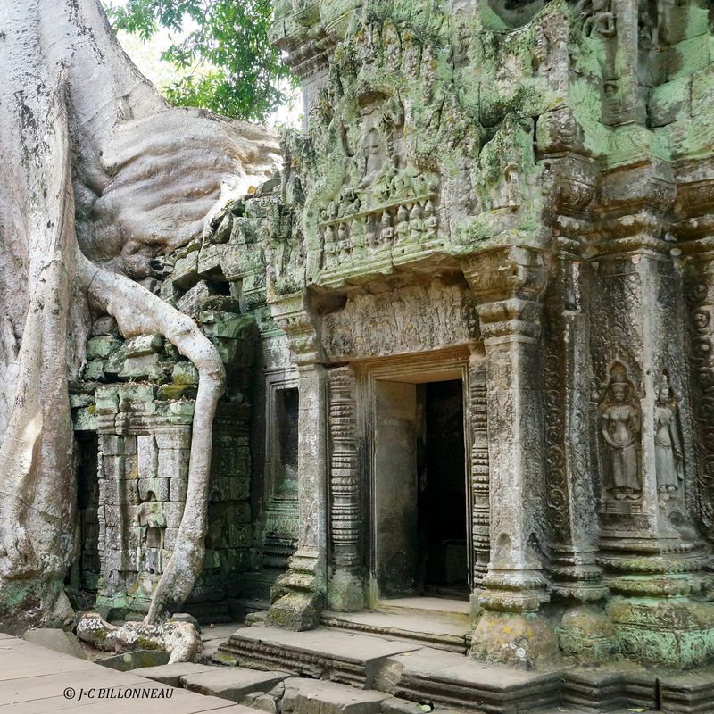 375 Faux fromager-TA PROHM.JPG