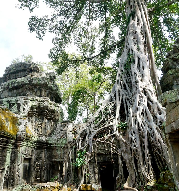 376 Faux fromager-TA PROHM.jpg