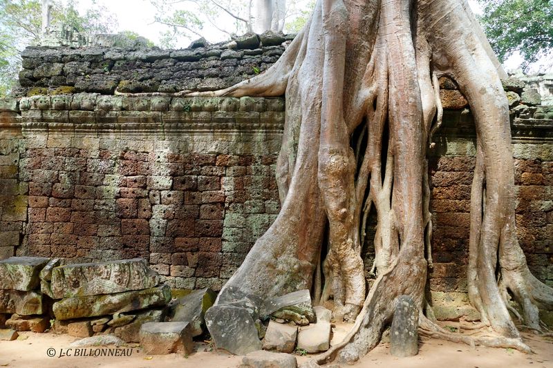 380 Faux fromager-TA PROHM.JPG