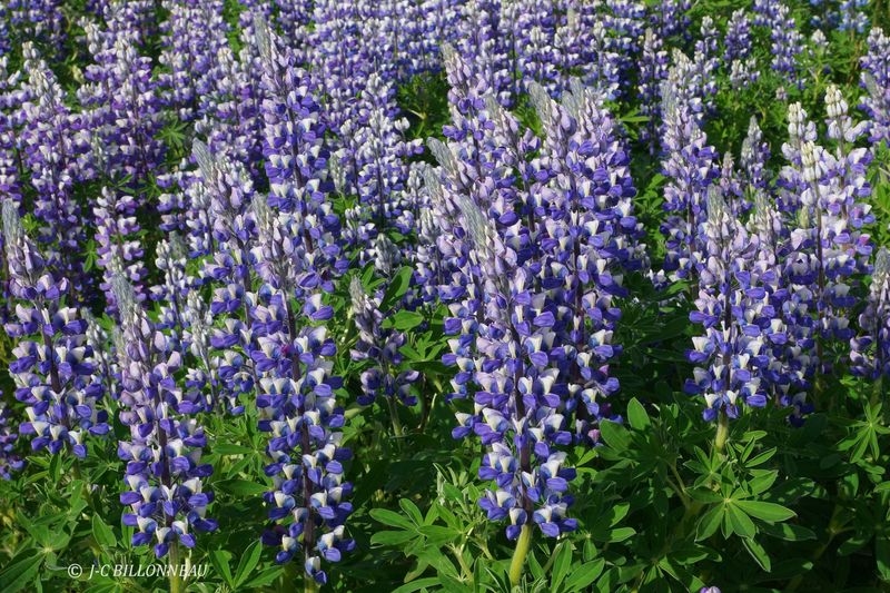 001.5 Lupins nootka.JPG