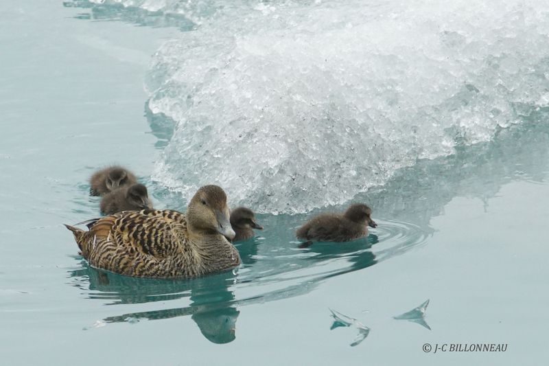 006.8 Eider à duvet femelle et ses canetons.JPG