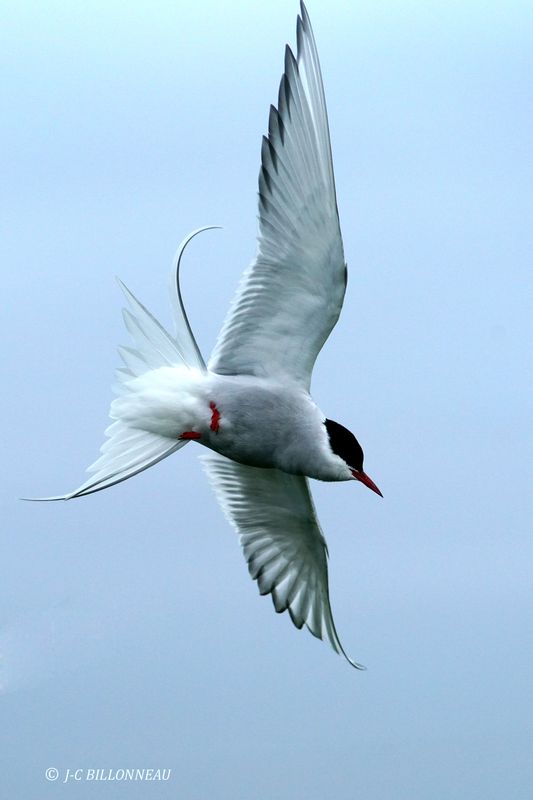 007.2 Sterne arctique.JPG