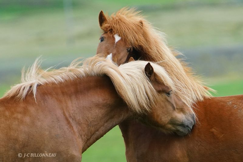 010.4 Chevaux islandais.JPG