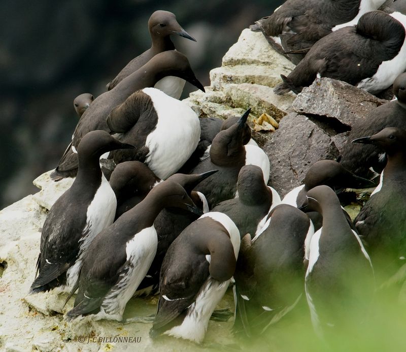 020.3 Guillemots de Trol et de Brnnich.JPG