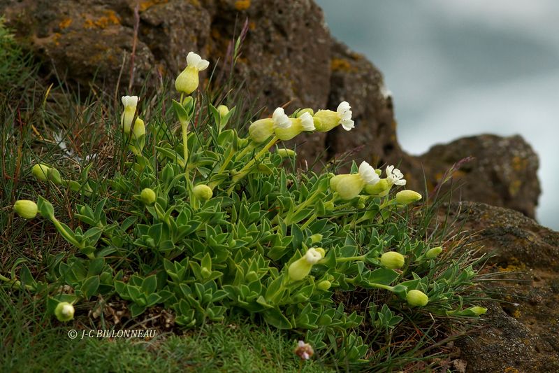 020.5 Latrabjarg.JPG