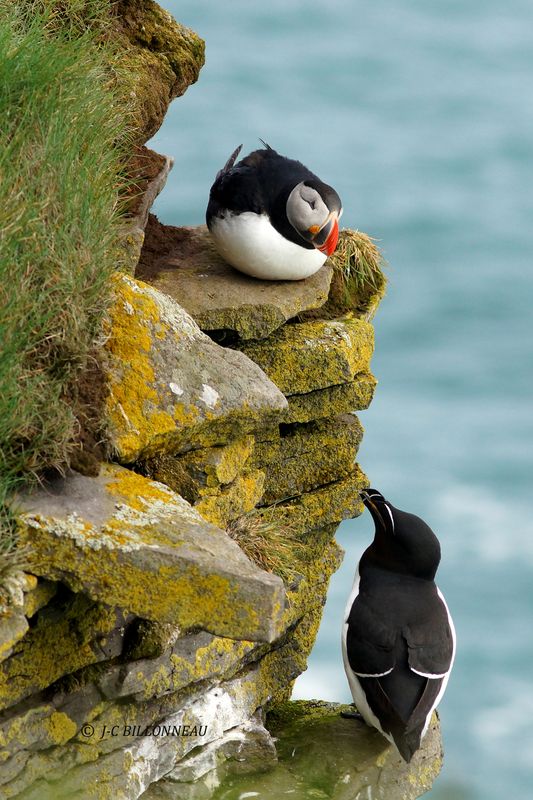 020.6 Latrabjarg.JPG