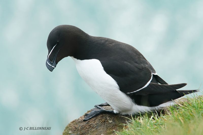 020.16 Pingouin torda.JPG