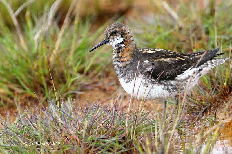 021.6 Phalarope  bec troit.JPG