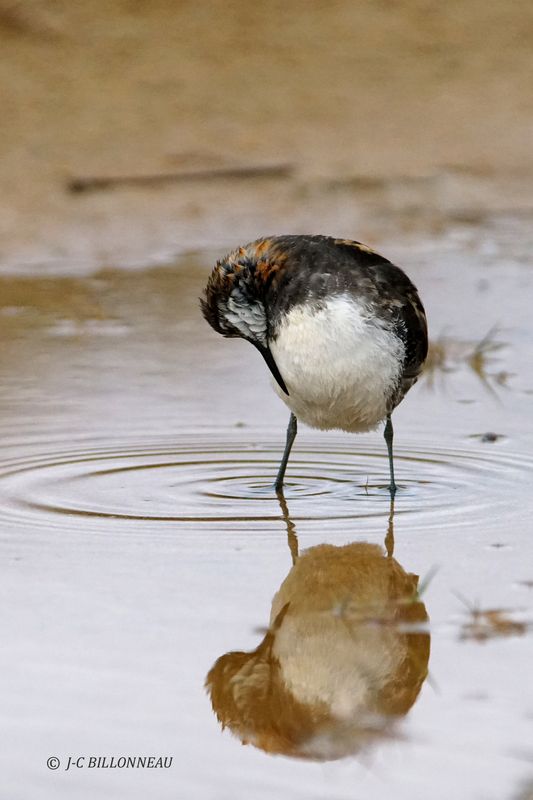 021.7 Phalarope  bec troit.JPG