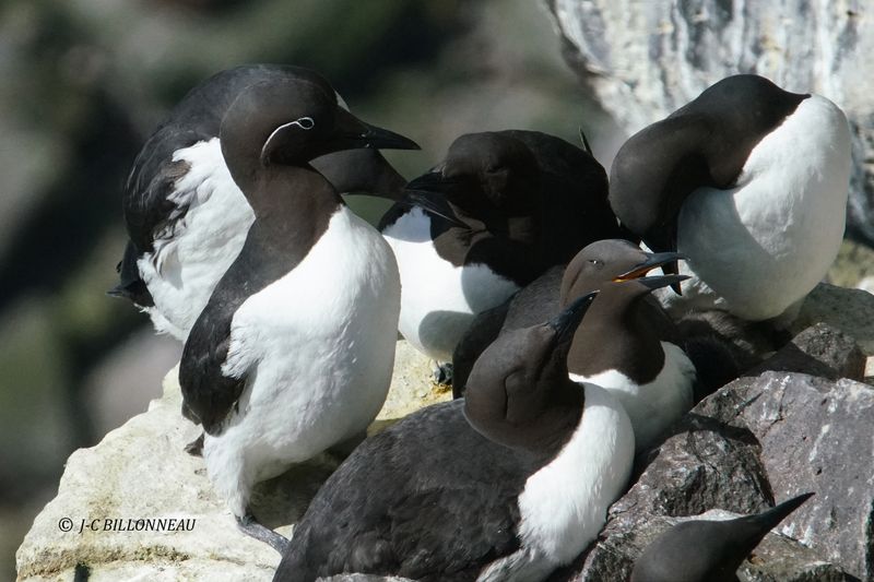 022.2 Guillemots de Trol et de Brnnich.JPG