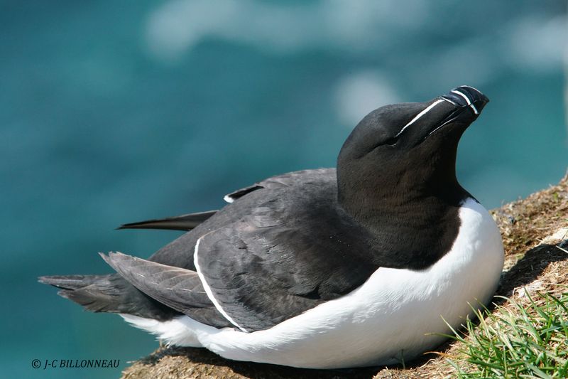 023 Pingouin torda.JPG