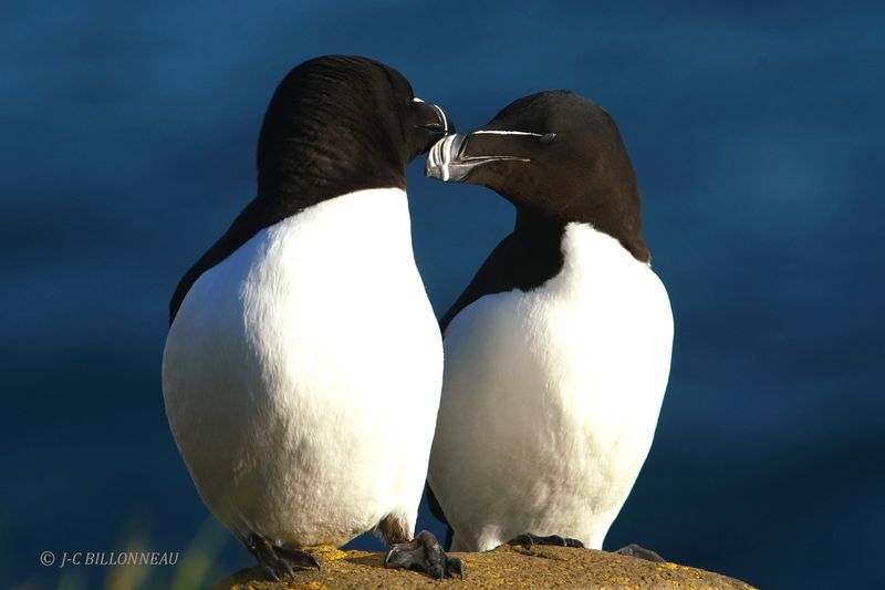 022.4 Pingouins torda.JPG