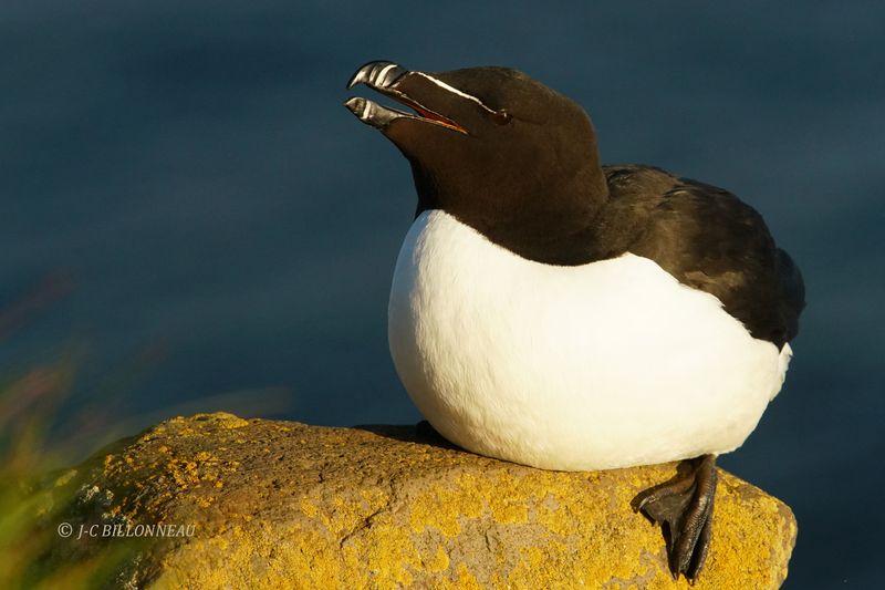 022.5 Pingouin torda.JPG