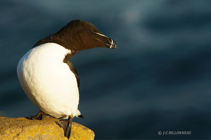 022.6 Pingouin torda.JPG