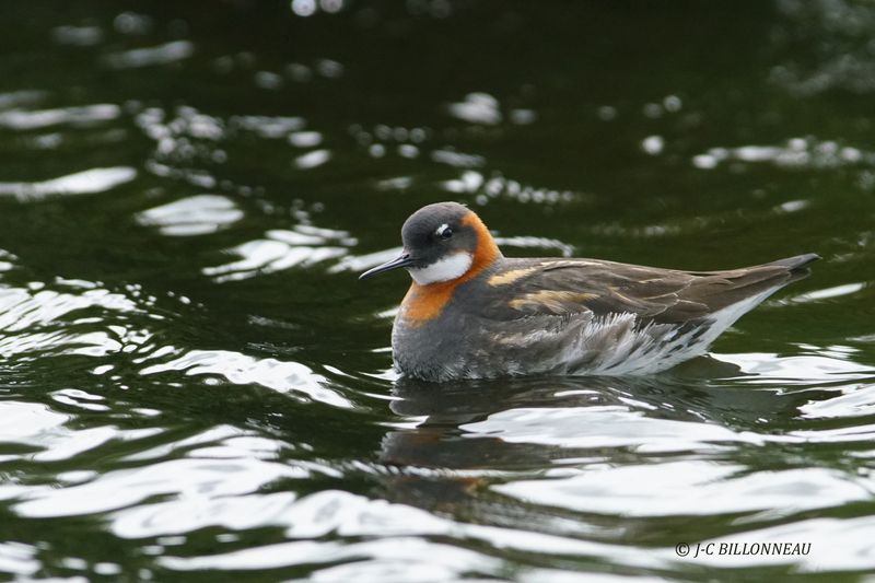 025.11 Phalarope  bec troit.JPG