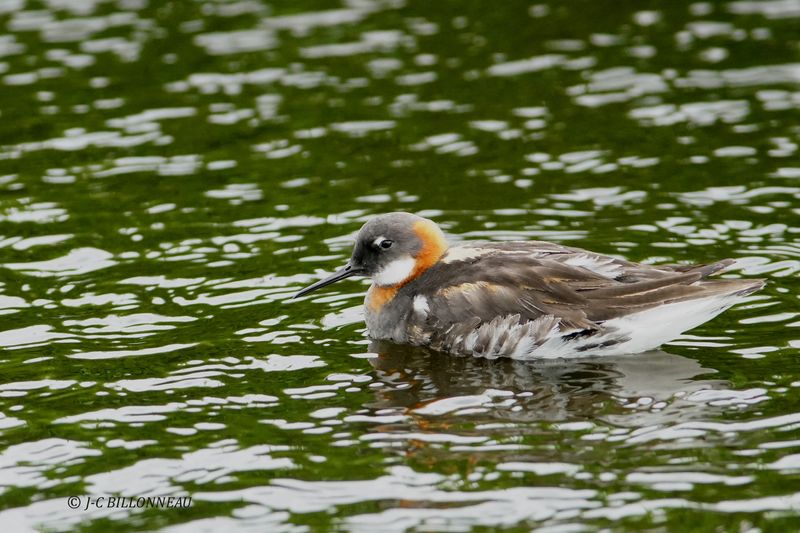 025.12 Phalarope  bec troit.JPG