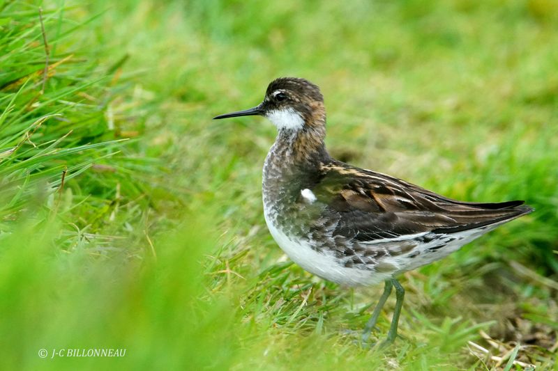 025.19 Phalarope  bec troit.JPG