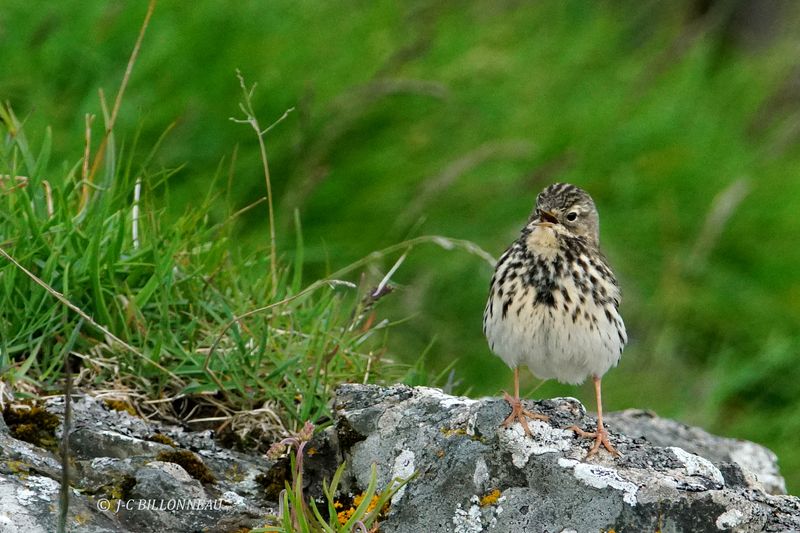 025.20 Pipit de la Petchora.JPG