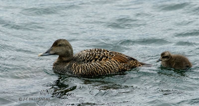 025.21 Eider  duvet femelle et son caneton.JPG