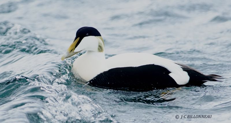 025.22 Eider  duvet mle.JPG