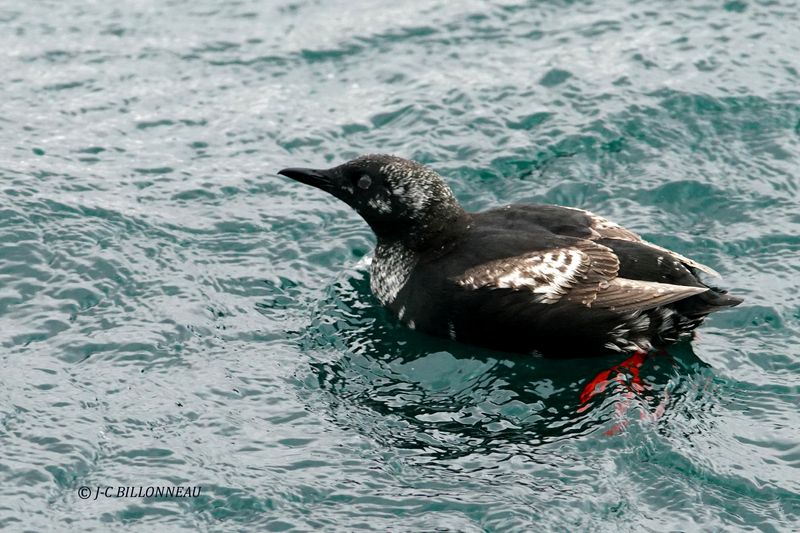 025.23 Guillemot  miroir juvnile.JPG