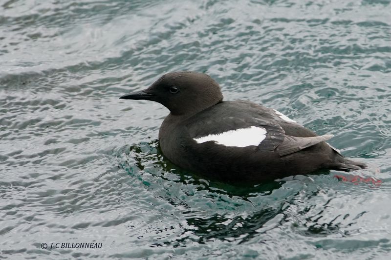 025.24 Guillemot  miroir.JPG