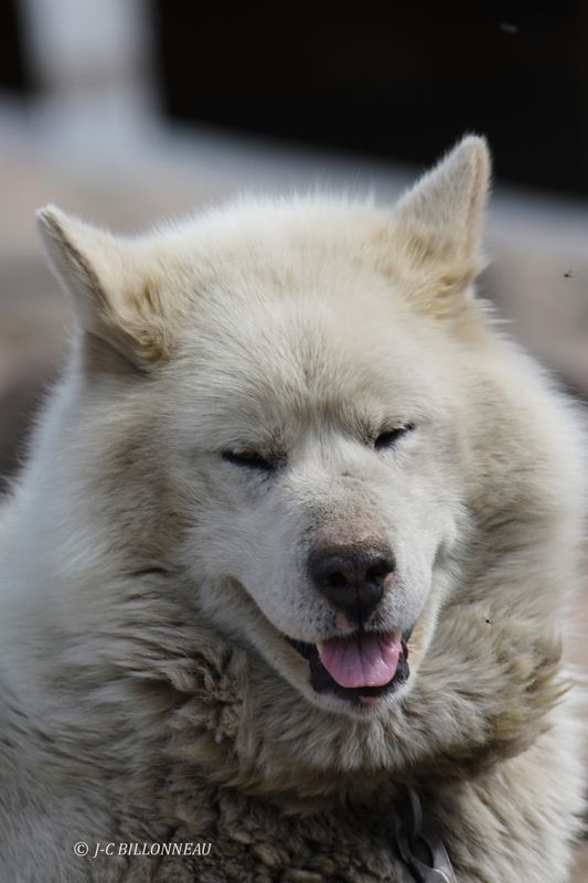 026.3 Chien de traineau.JPG