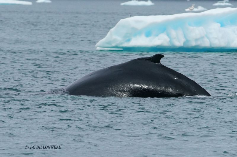 028.5 Baleine.JPG