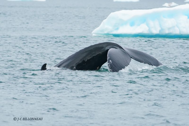 028.6 Baleine.JPG