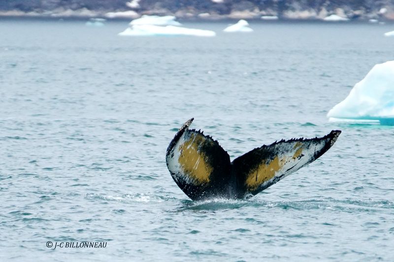 029.1 Baleine.JPG