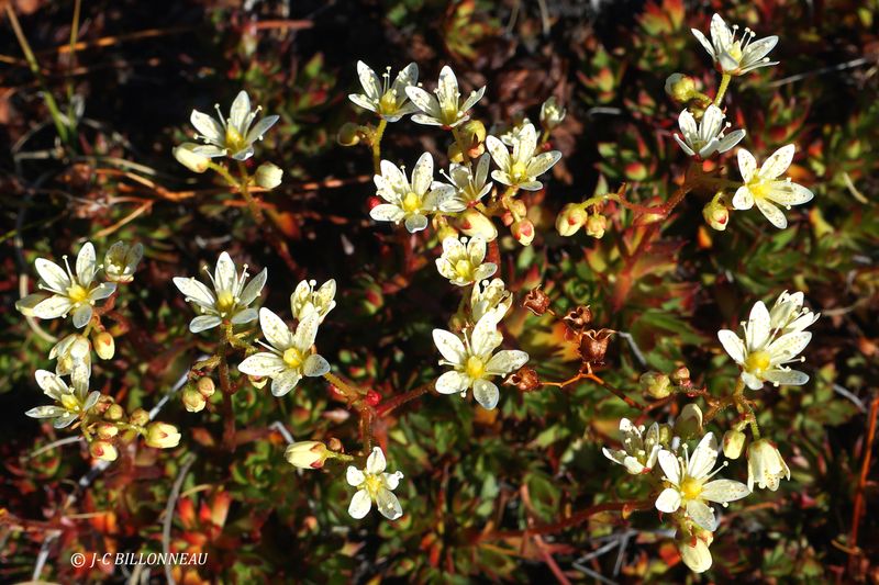 035.1 Saxifrage.JPG