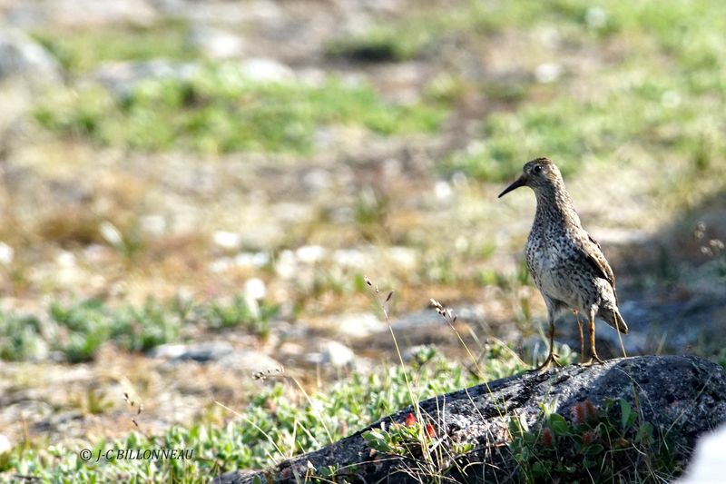 040.15 Chevalier  pattes jaunes-Lesser Yellowlegs.JPG