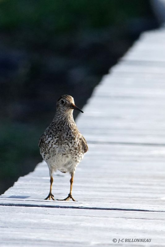 040.16 Chevalier  pattes jaunes-Lesser Yellowlegs.JPG