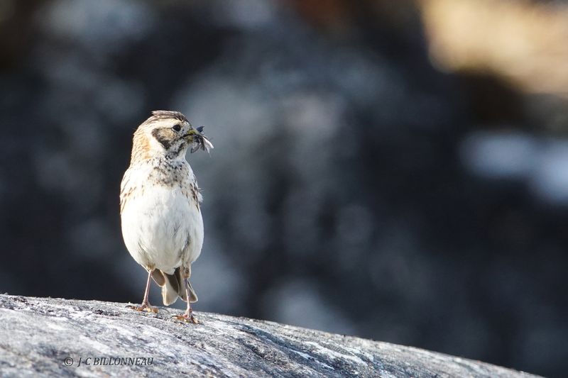 040.17 Bruant lapon femelle-Lapland Longspur female.JPG